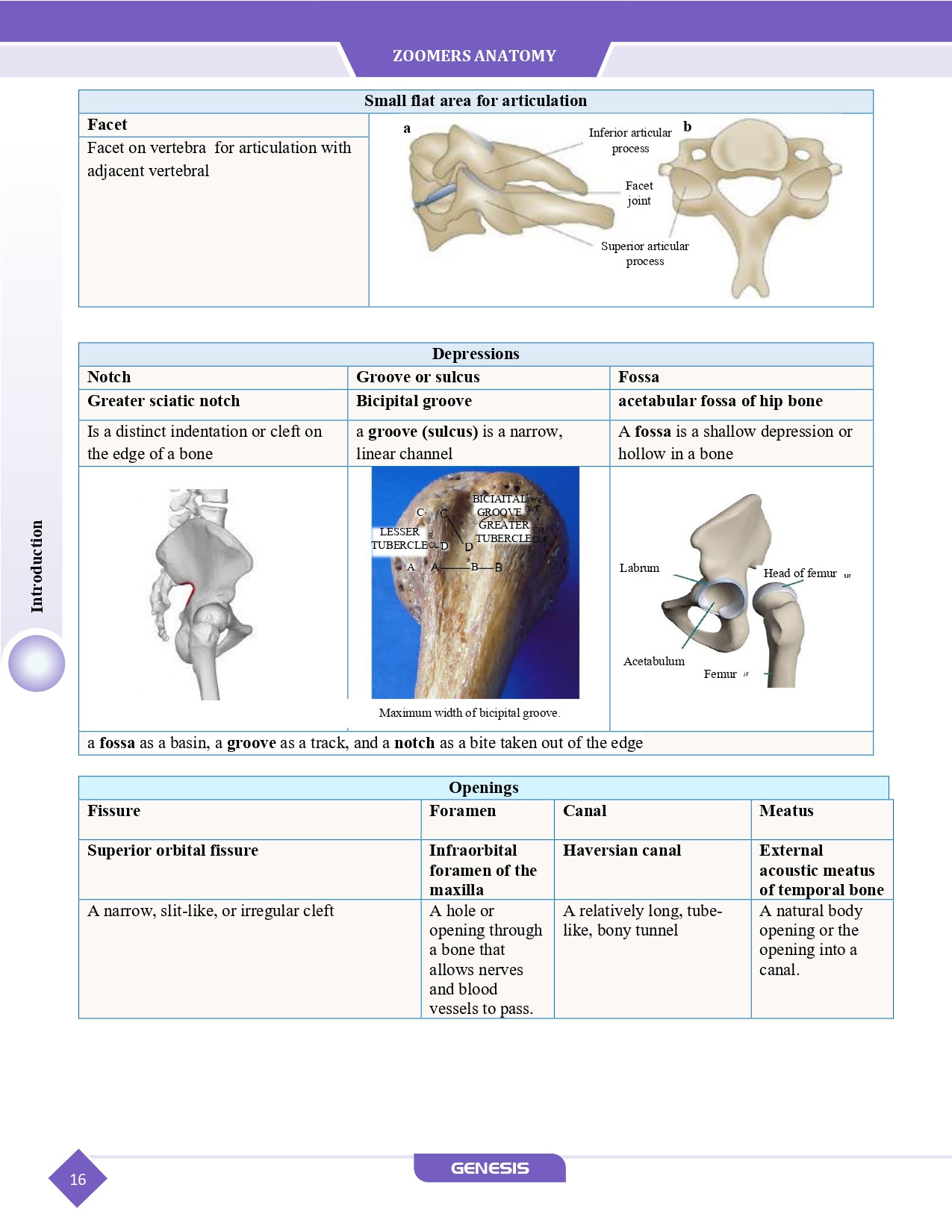 GENESIS Zoomers Anatomy  (Premium Edition) Vol- I - IV information image