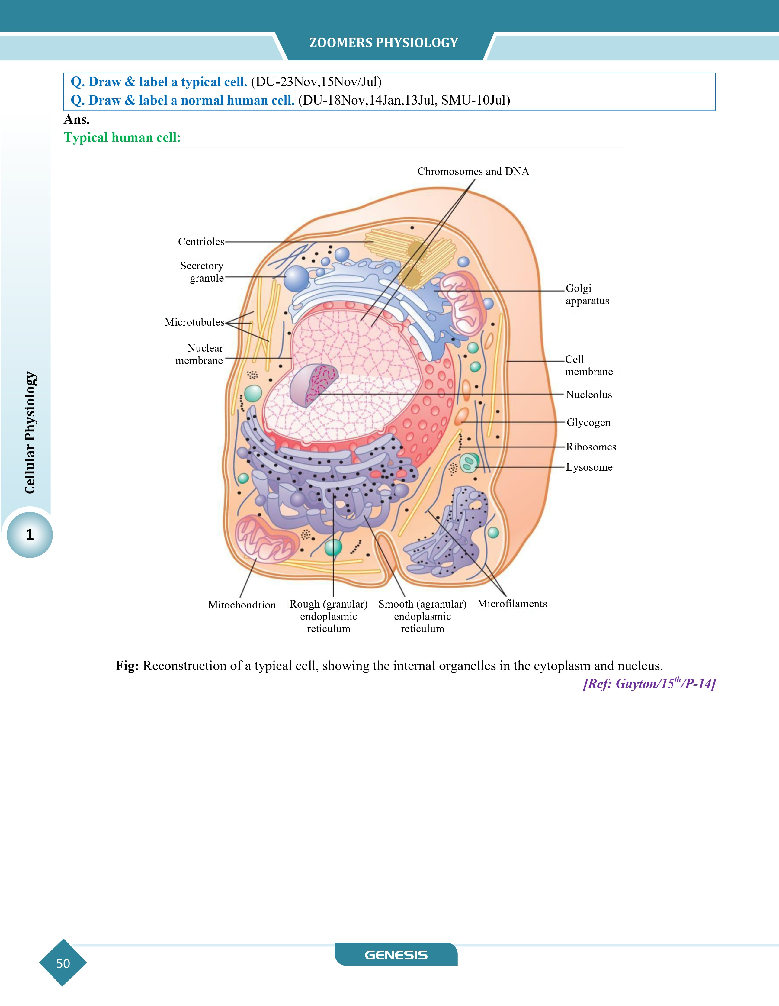 GENESIS Zoomers Physiology (Premium Edition) information image